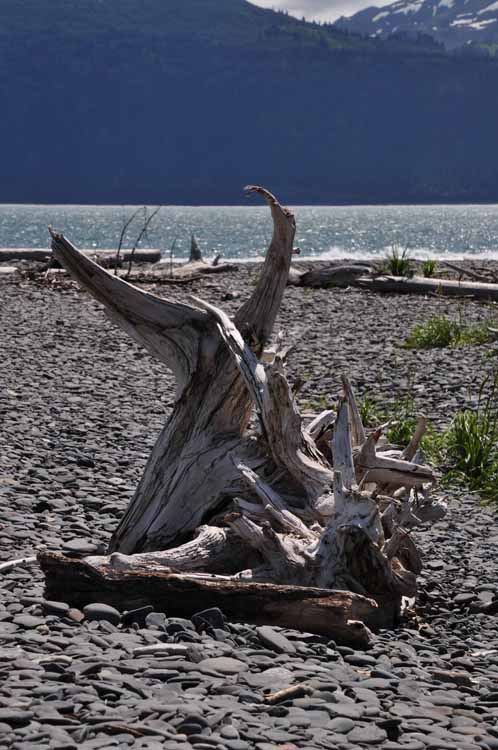 beach and driftwood